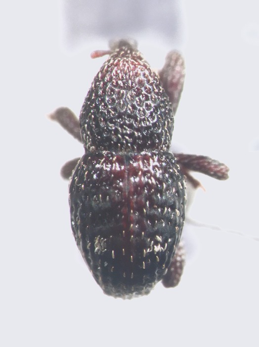 Subtribe Tylodina :: Gallery-of-weevil-images