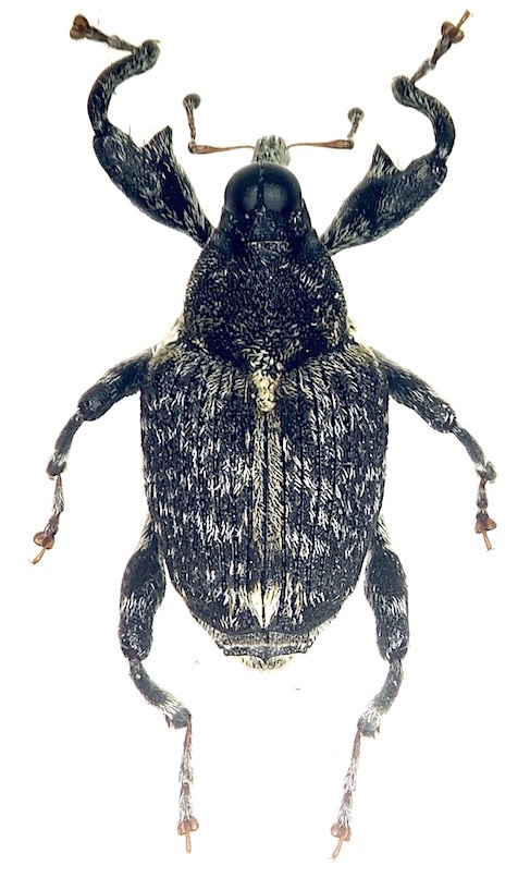 Cratosomus ペルーの異形ゾウムシ sp. 公式通販 Tribes Campyloscelini